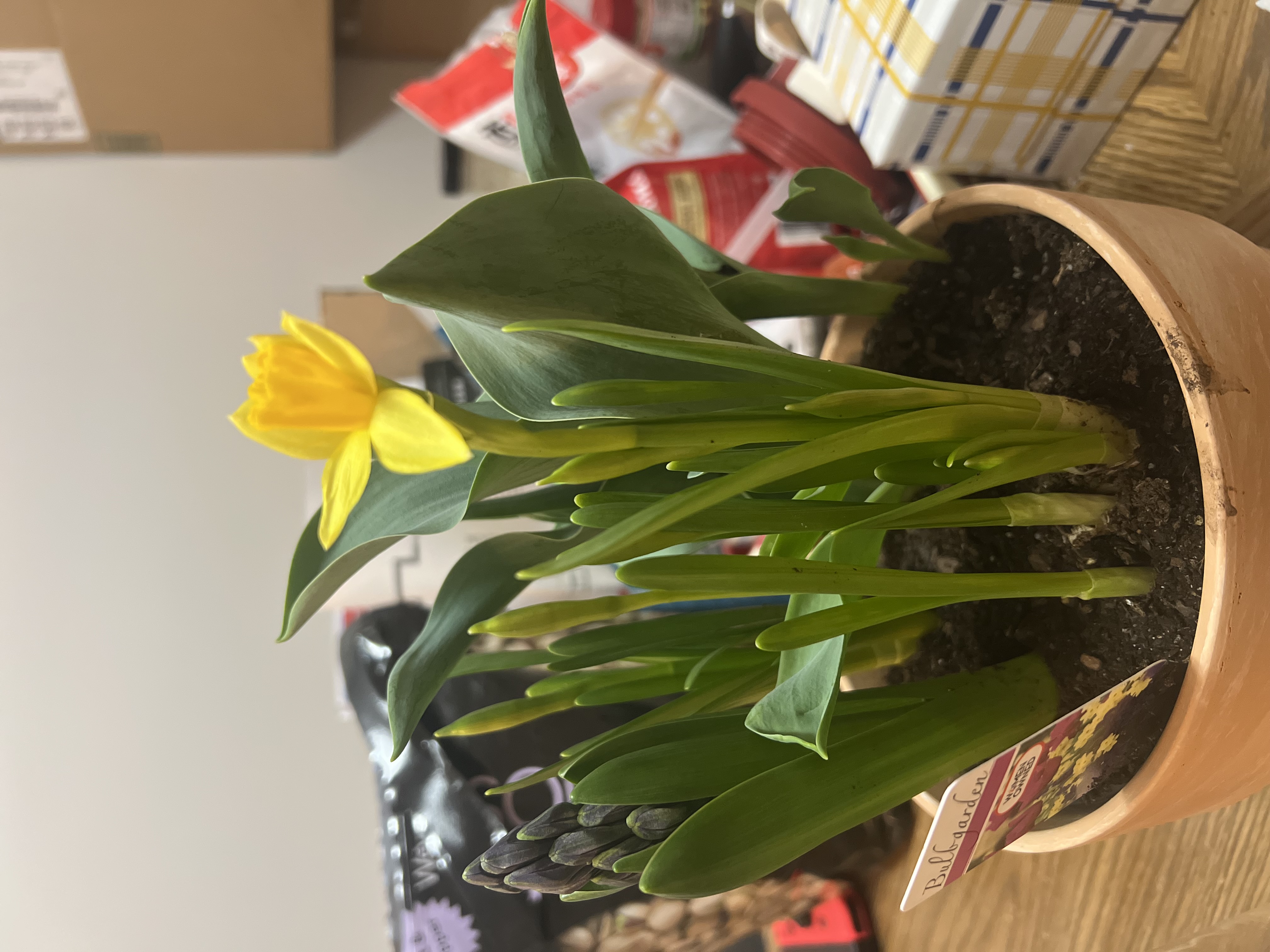031-plants.jpeg