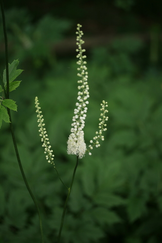 Black Cohosh &mdash; Actaea racemosa