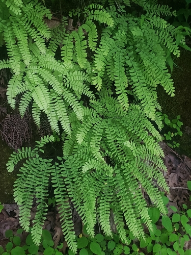 Maidenhair Fern &mdash; Adiantum pedatum