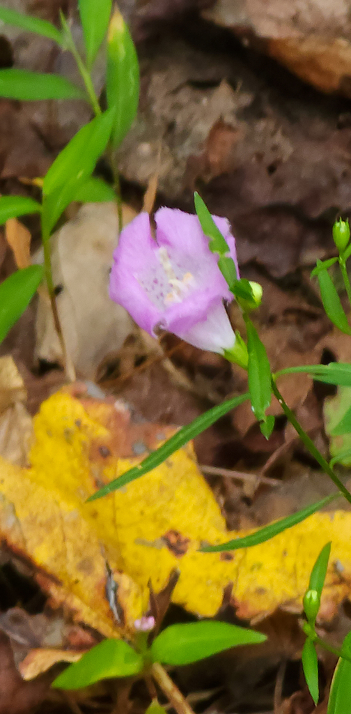 Purple False Foxglove