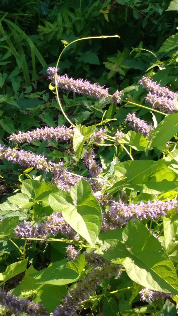 Anise Hyssop