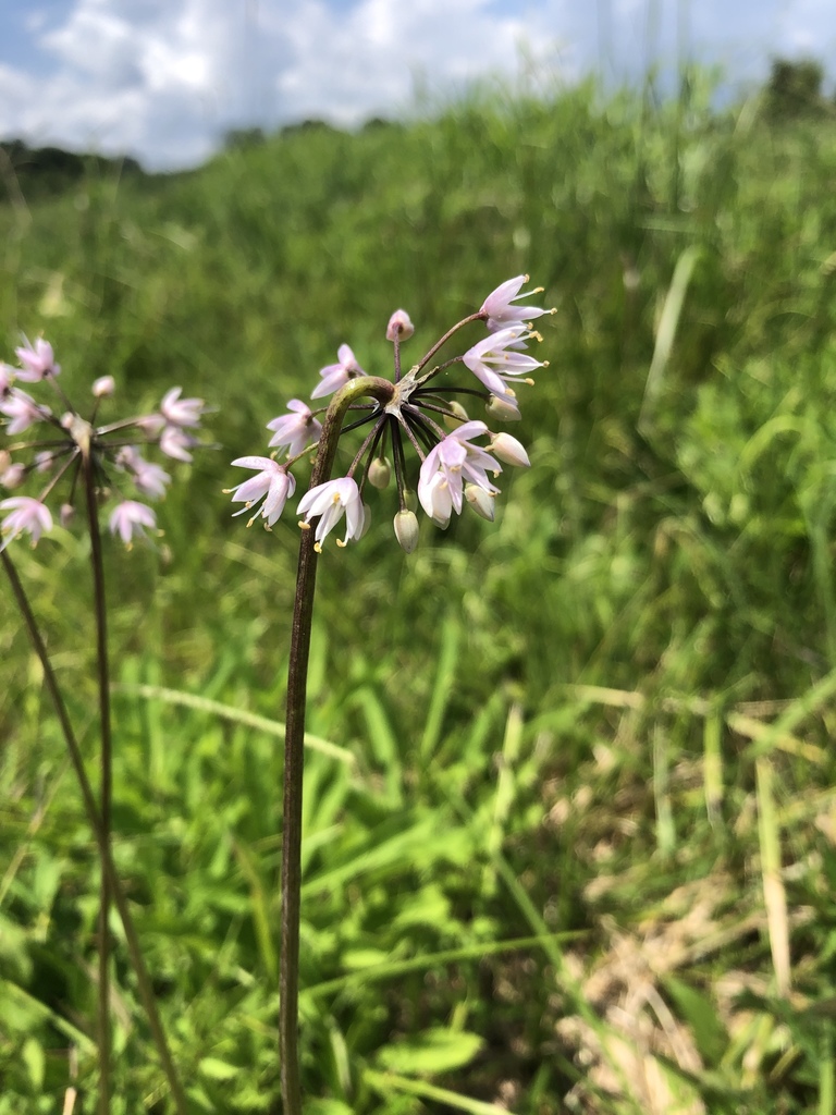 Nodding Onion
