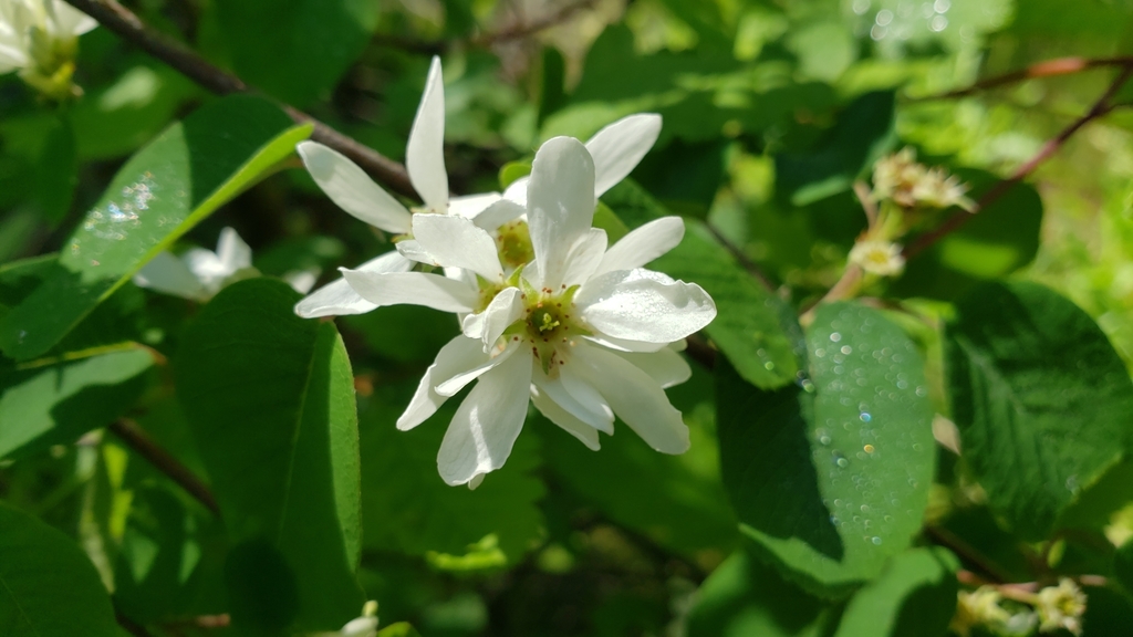 Eastern Serviceberry &mdash; Amelanchier canadensis