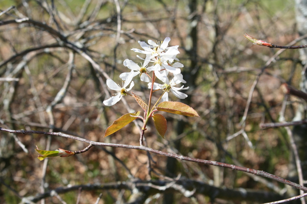 Allegheny Serviceberry &mdash; Amelanchier laevis