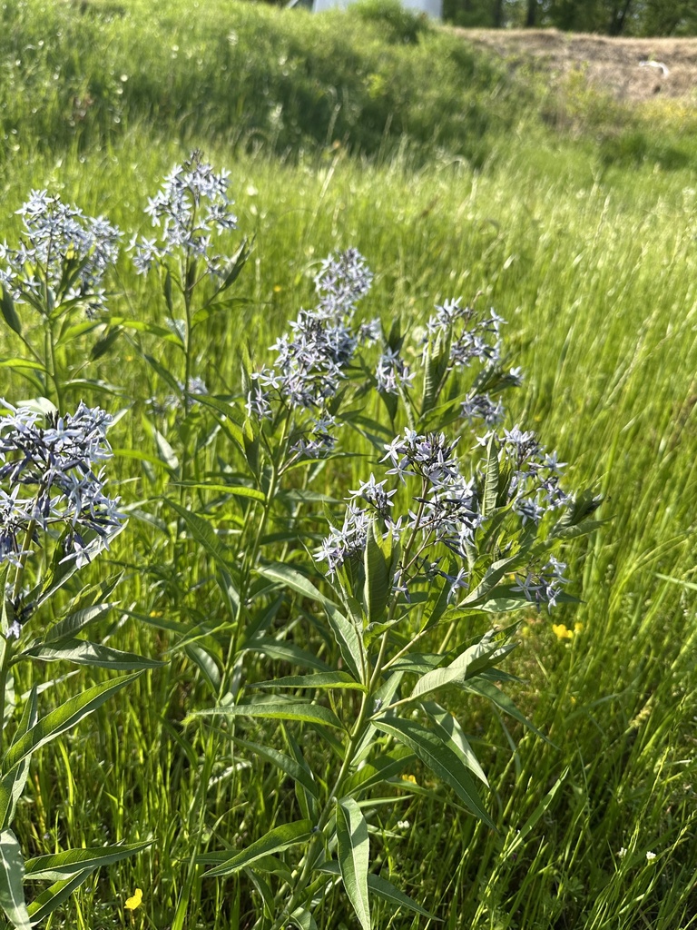 Eastern Bluestar