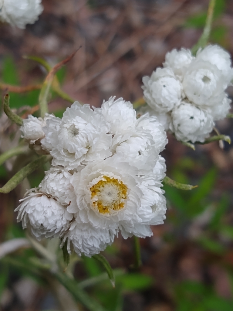 Pearly Everlasting &mdash; Anaphalis margaritacea
