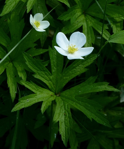 Canada Anemone &mdash; Anemone canadensis
