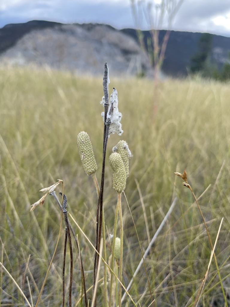 Thimbleweed &mdash; Anemone cylindrica