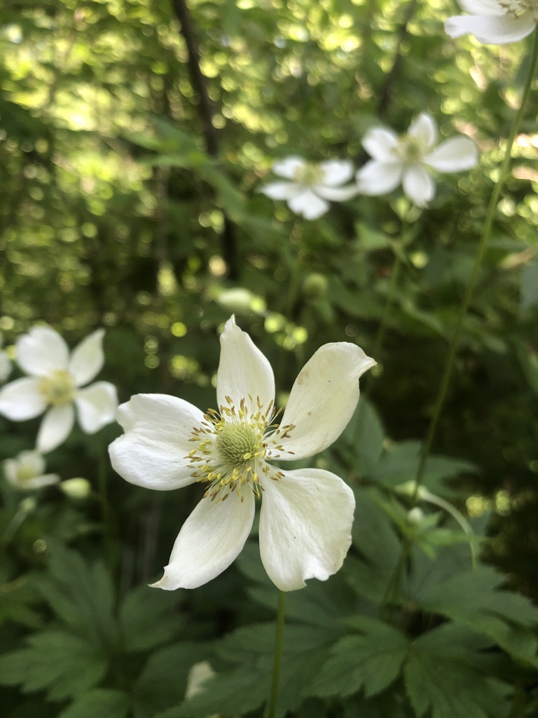 Tall Thimbleweed