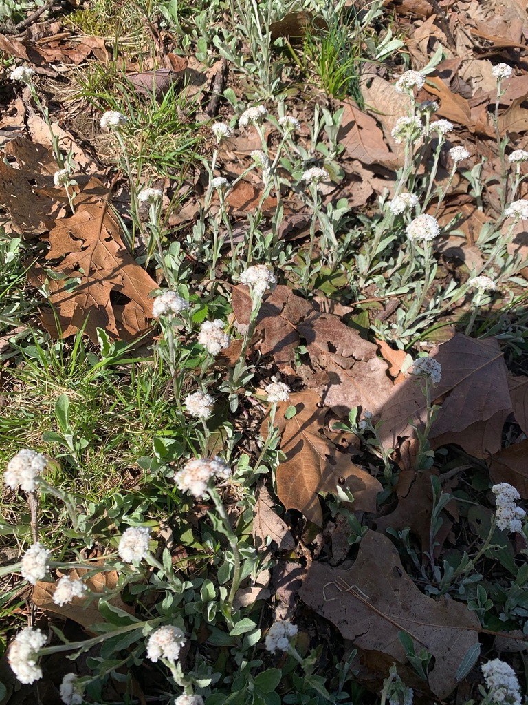 Pussytoes &mdash; Antennaria plantaginifolia