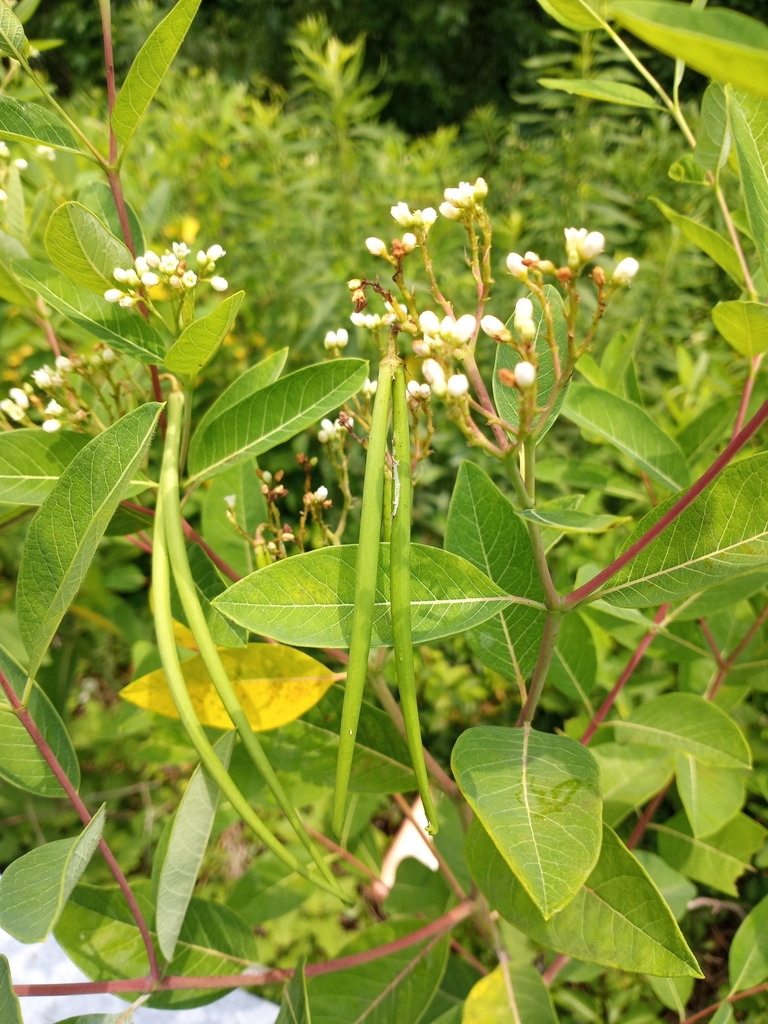 Dogbane