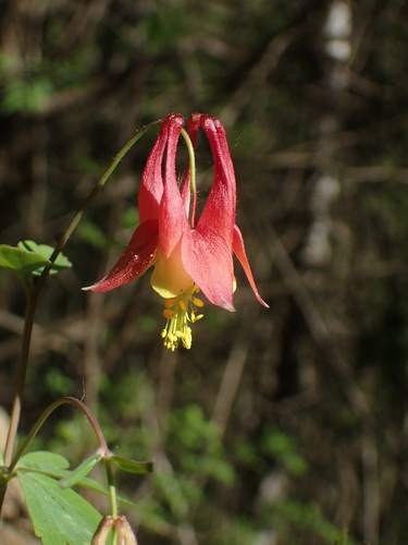 Wild Red Columbine &mdash; Aquilegia canadensis