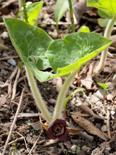 Wild Ginger &mdash; Asarum canadense