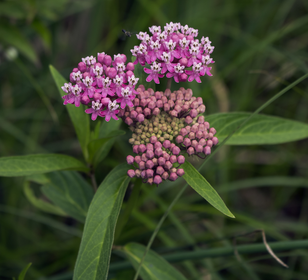 Rose Milkweed &mdash; Asclepias incarnata