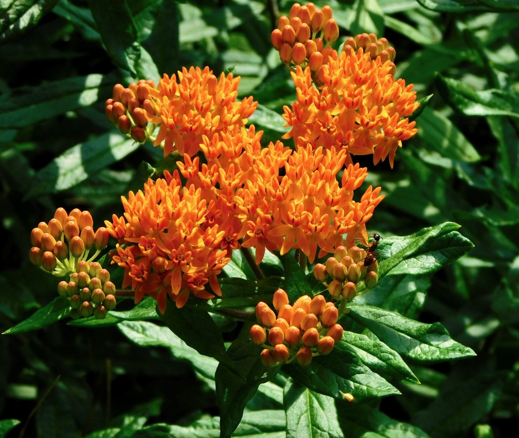 Butterfly Weed &mdash; Asclepias tuberosa