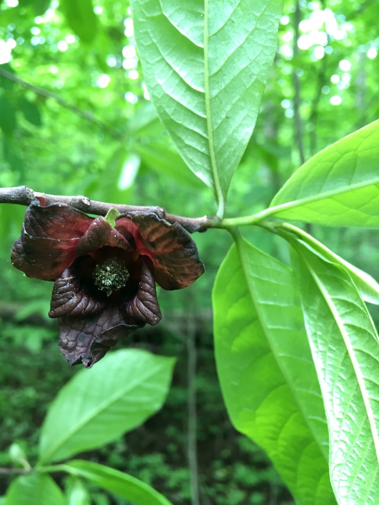 Pawpaw &mdash; Asimina triloba