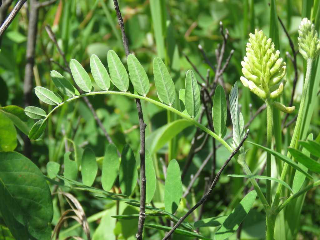 Canada Milk Vetch &mdash; Astragalus canadensis