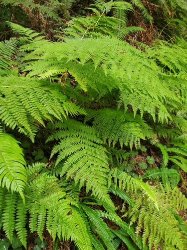 Lady Fern &mdash; Athyrium filix-femina