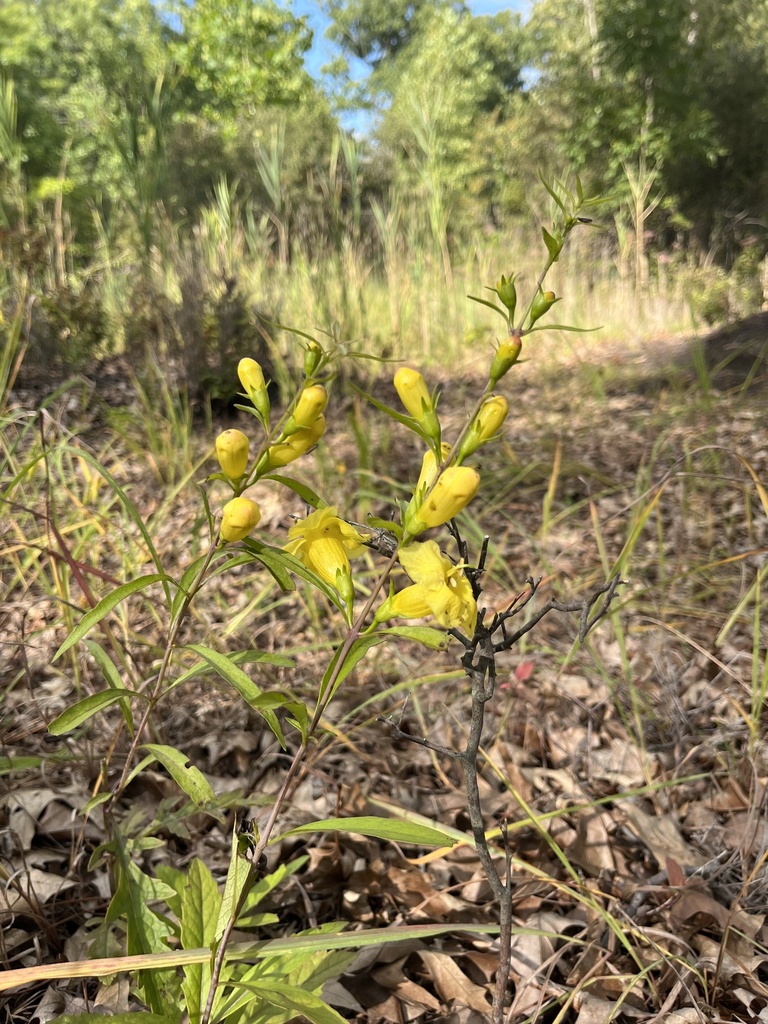 Smooth Yellow False Foxglove
