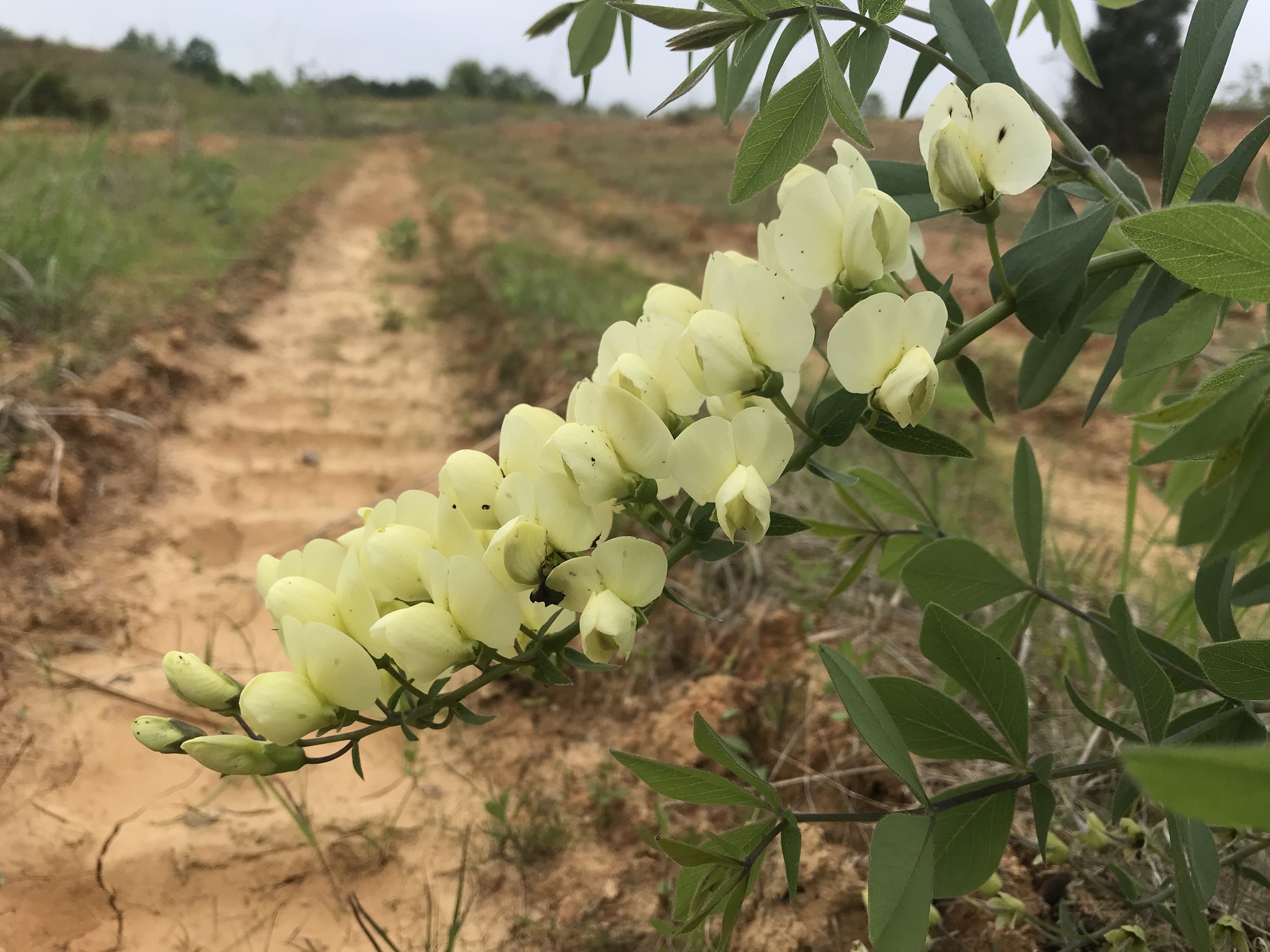 White Wild Indigo
