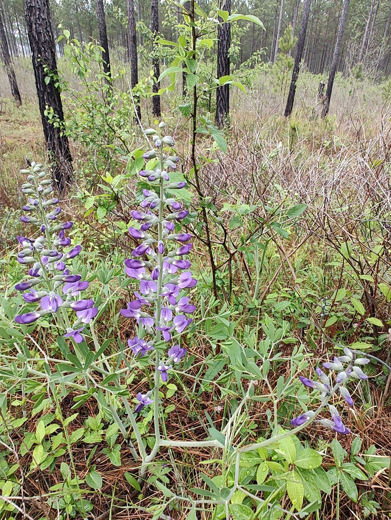 Blue Wild Indigo &mdash; Baptisia australis