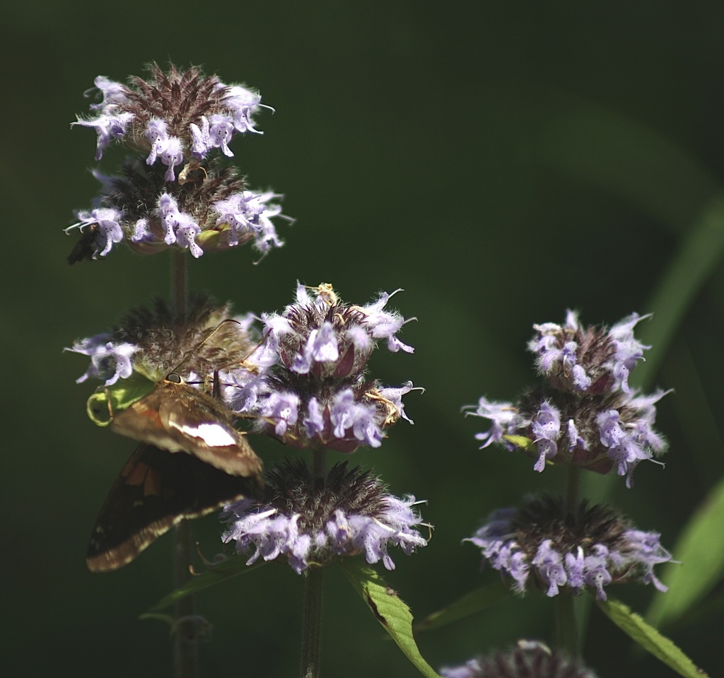 Downy Wood Mint &mdash; Blephilia ciliata