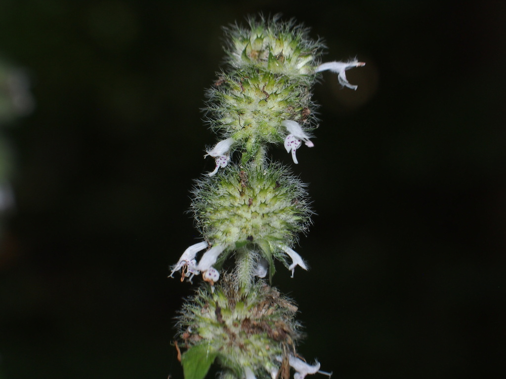 Hairy Wood Mint &mdash; Blephilia hirsuta