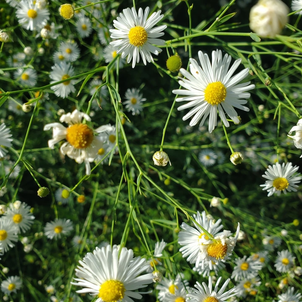 False Aster