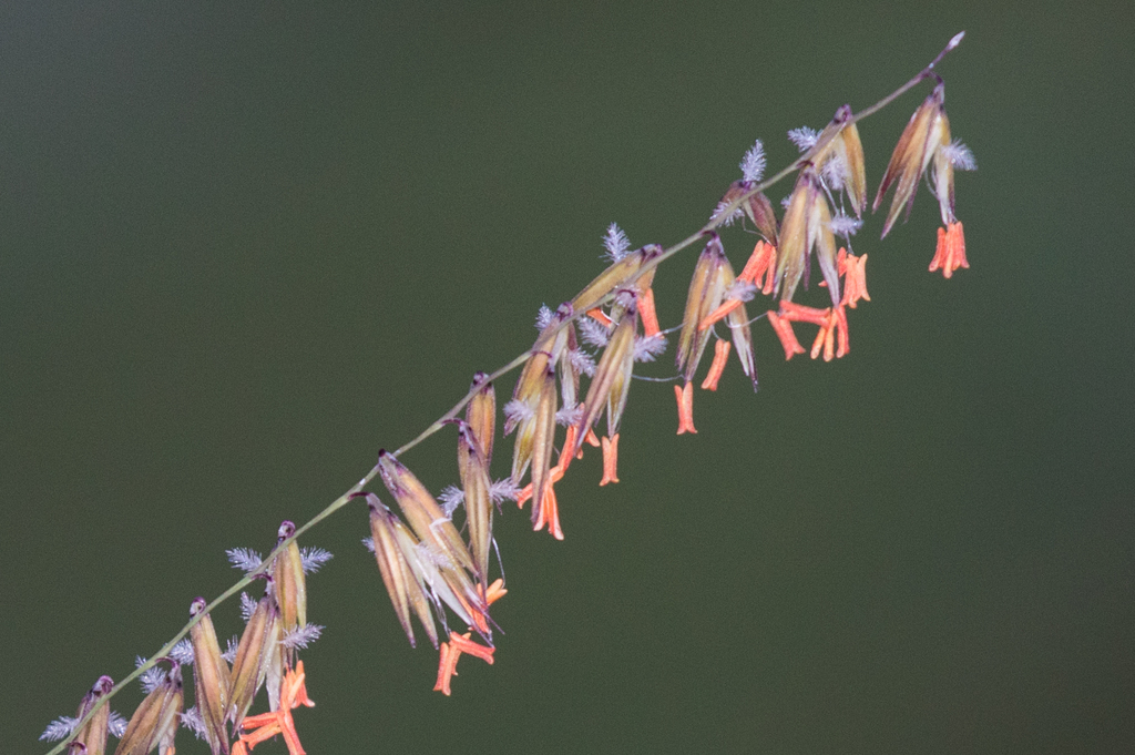 Side-oats Grama