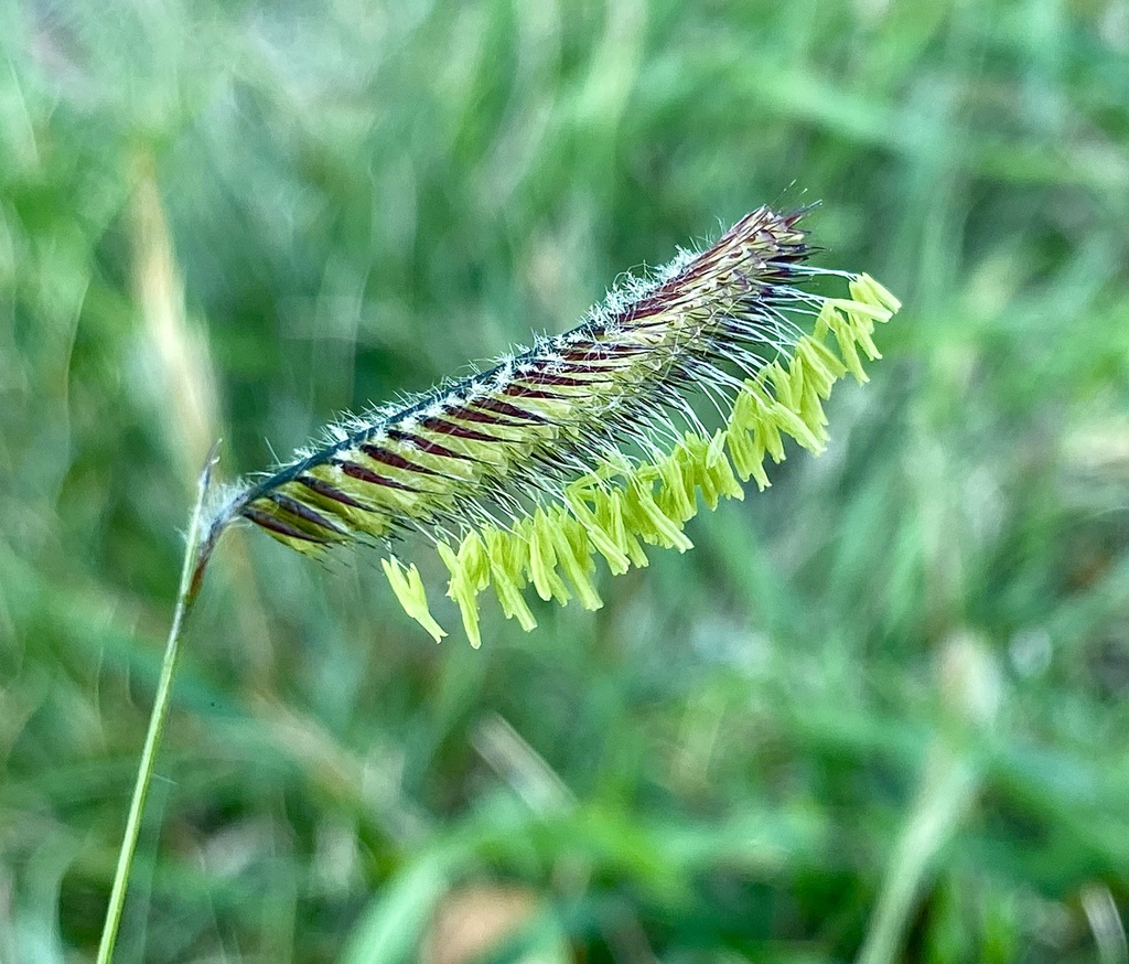 Blue Grama