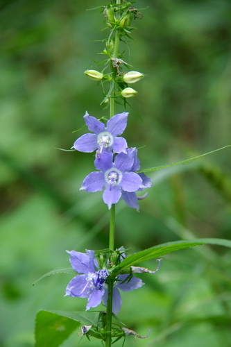 Tall Bellflower &mdash; Campanulastrum americanum