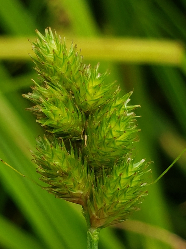 Bebb's Oval Sedge