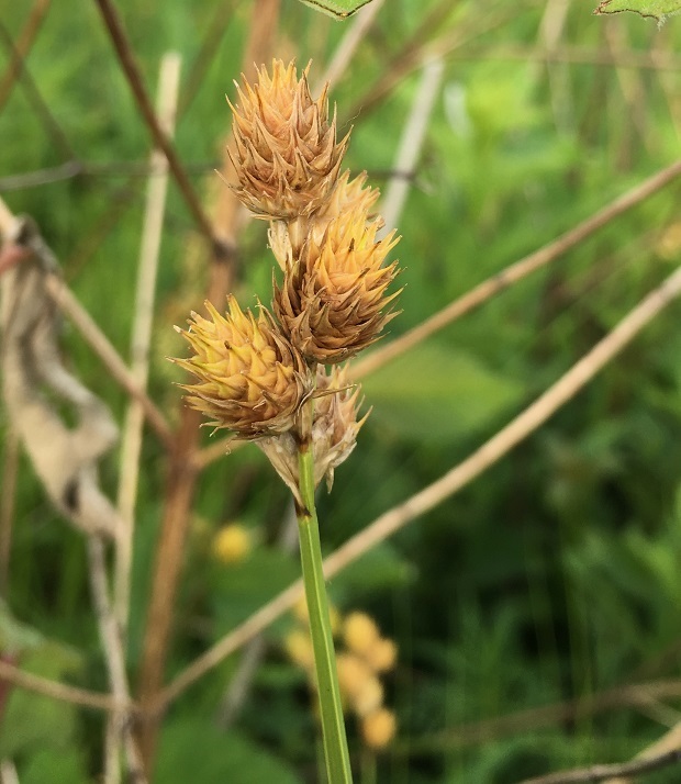 Bicknell's Sedge