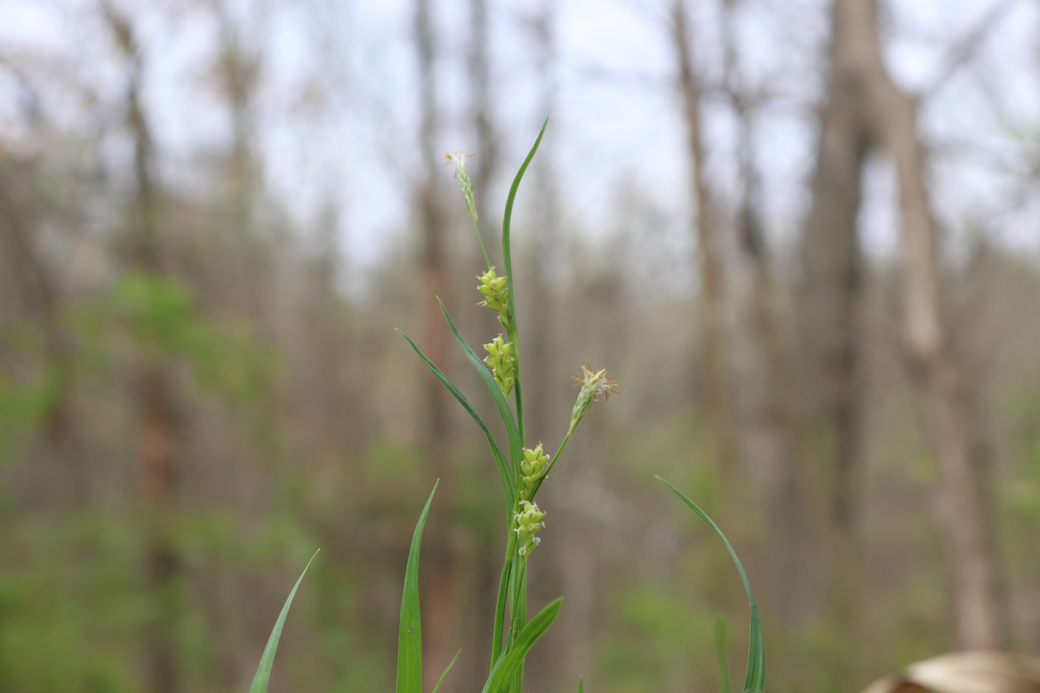 Common Wood Sedge &mdash; Carex blanda