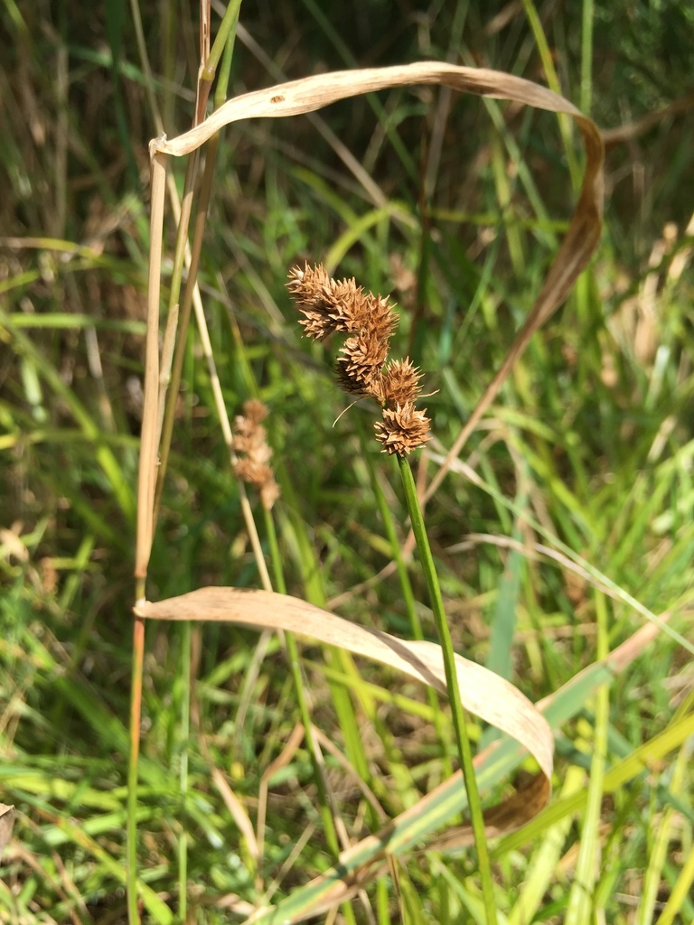 Crested Oval Sedge