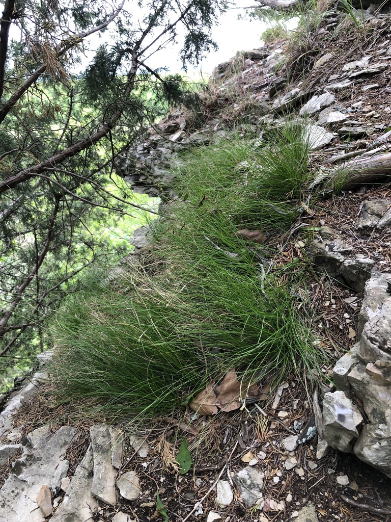 Bristle-leaf Sedge
