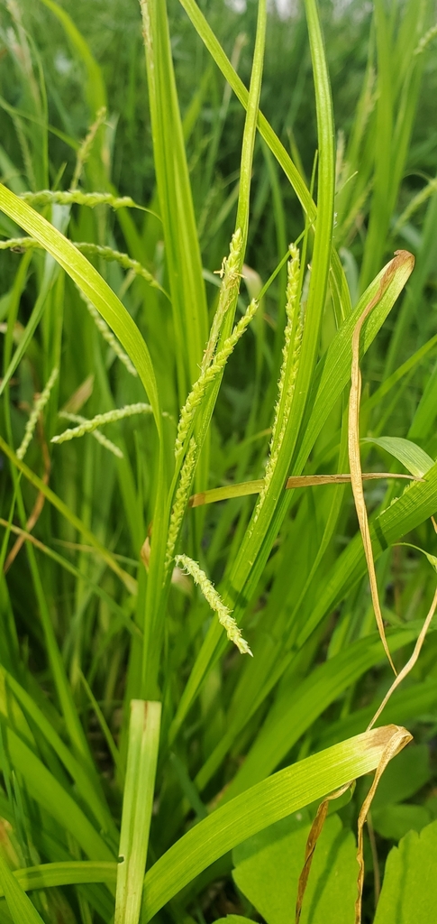 Purple-sheathed Graceful Sedge