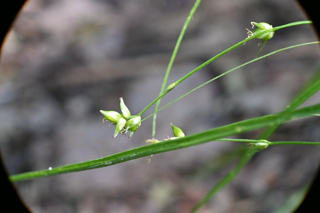 Eastern Star Sedge