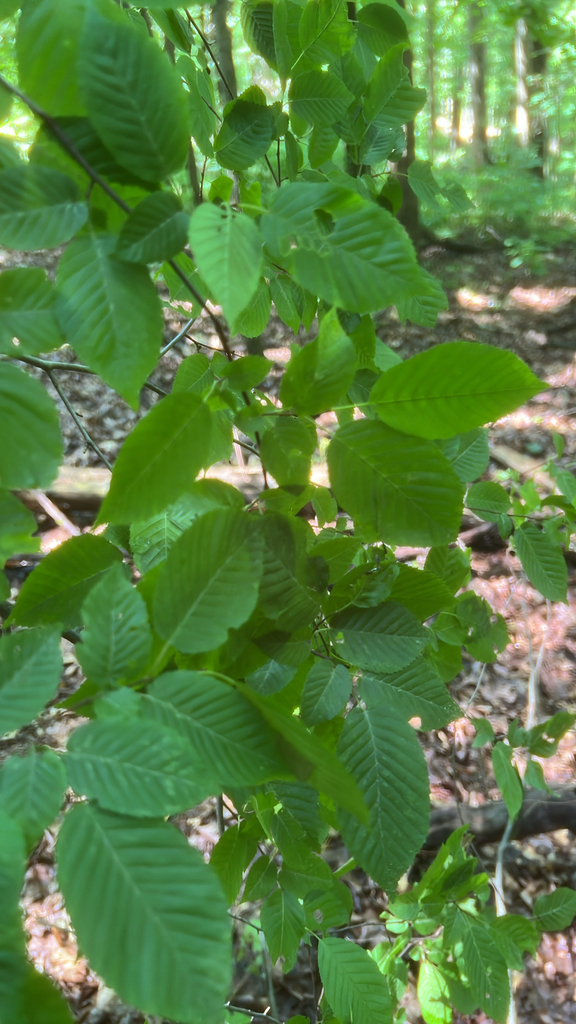 American Hornbeam &mdash; Carpinus caroliniana