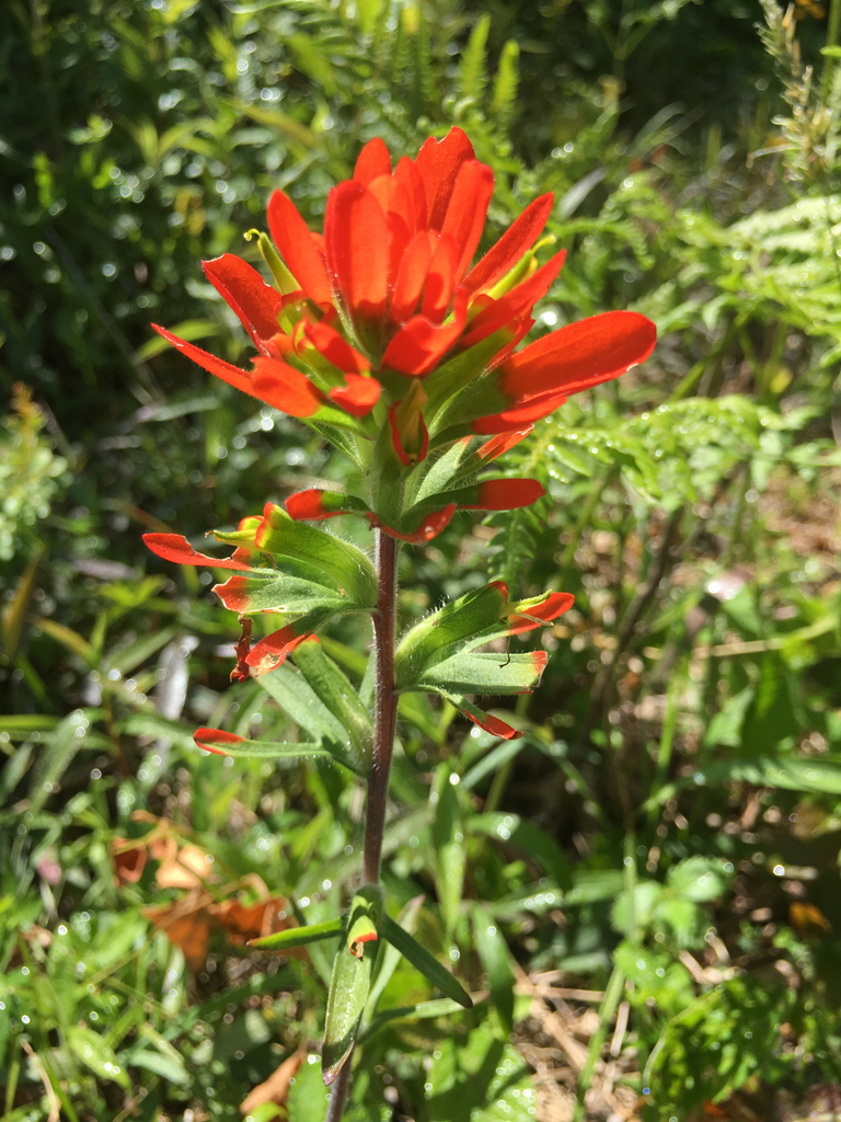 Indian Paintbrush &mdash; Castilleja coccinea