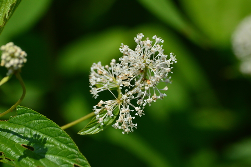 New Jersey Tea &mdash; Ceanothus americanus