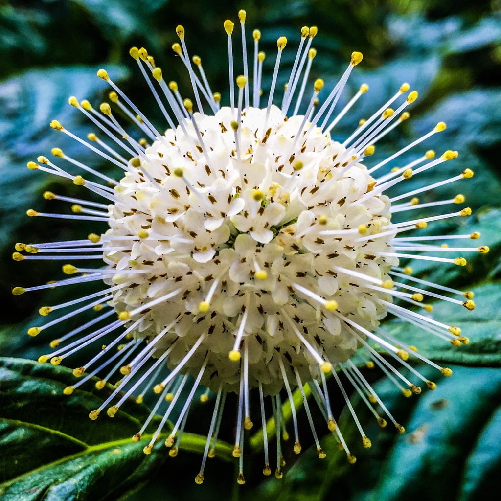 Buttonbush &mdash; Cephalanthus occidentalis