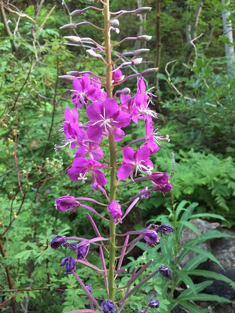 Fireweed