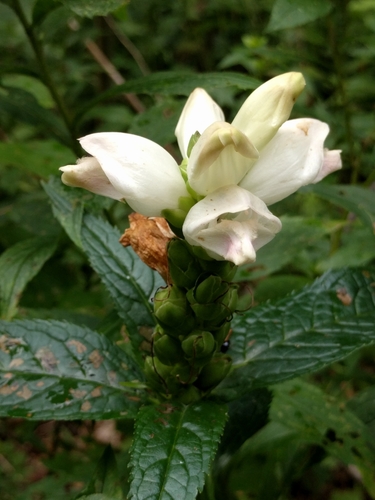 White Turtlehead &mdash; Chelone glabra