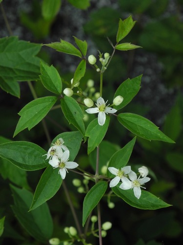 Virgin's Bower &mdash; Clematis virginiana