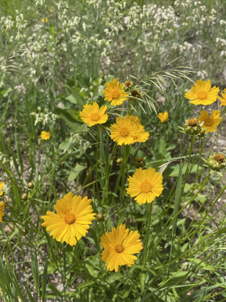 Lance-leaf Coreopsis &mdash; Coreopsis lanceolata