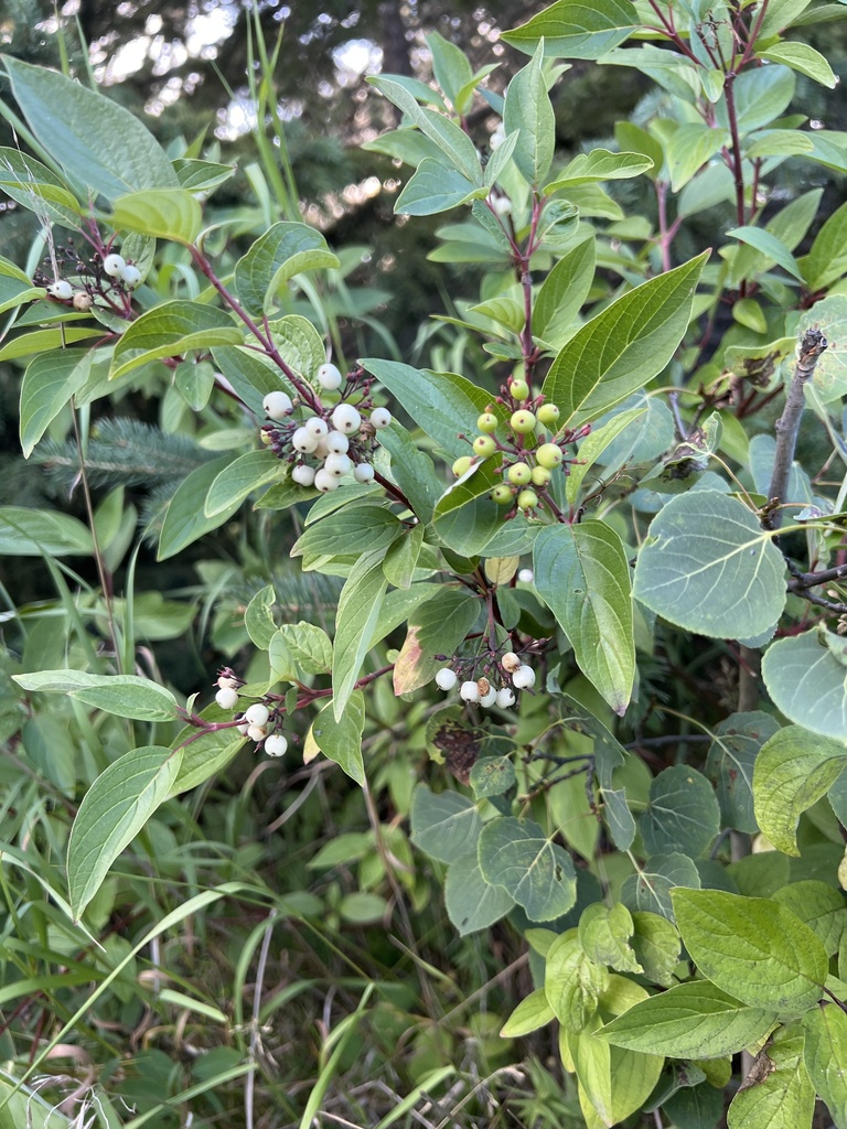 Red Osier Dogwood &mdash; Cornus sericea