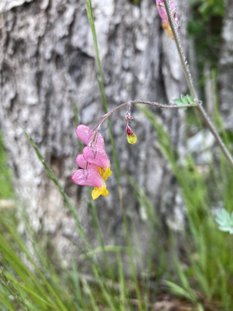 Pale Corydalis &mdash; Corydalis sempervirens