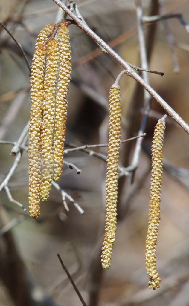 American Hazelnut &mdash; Corylus americana
