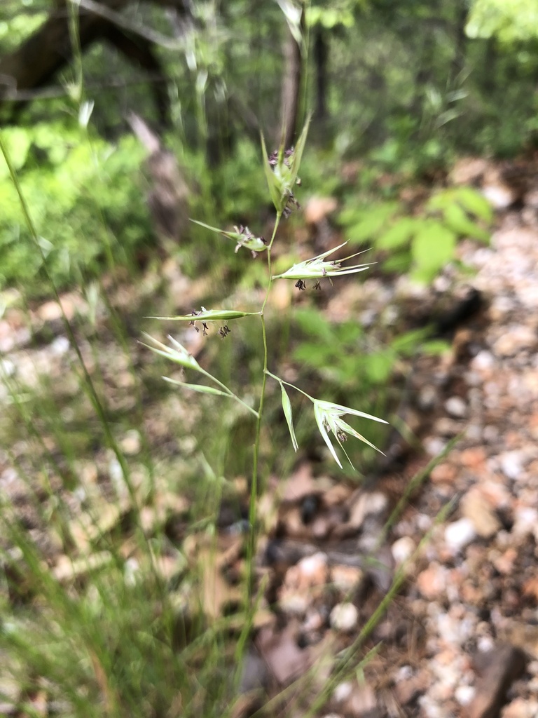 Poverty Oat Grass